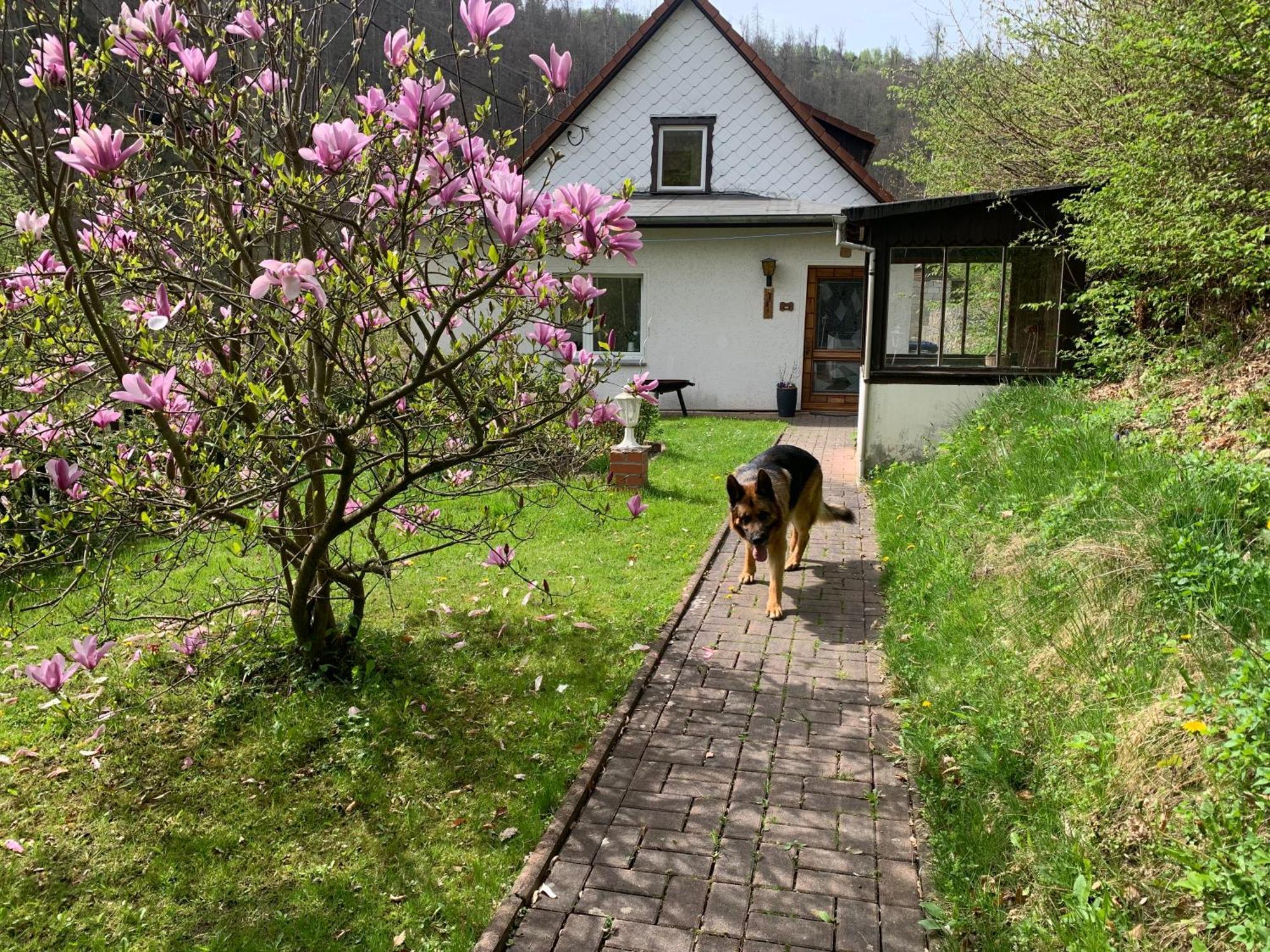 Ferienhaus Andrea Am Bodetal Treseburg Eksteriør billede